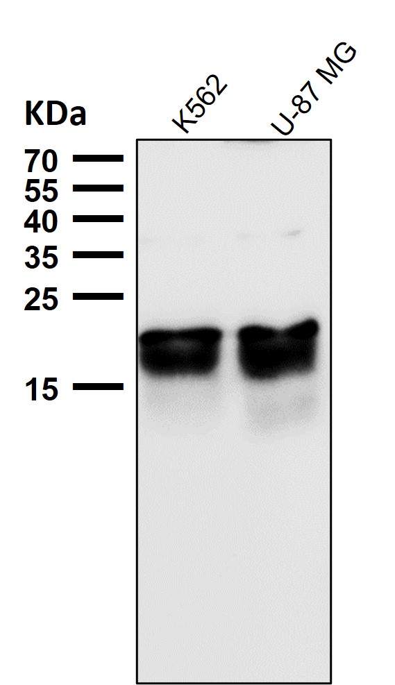 LC3A Ab