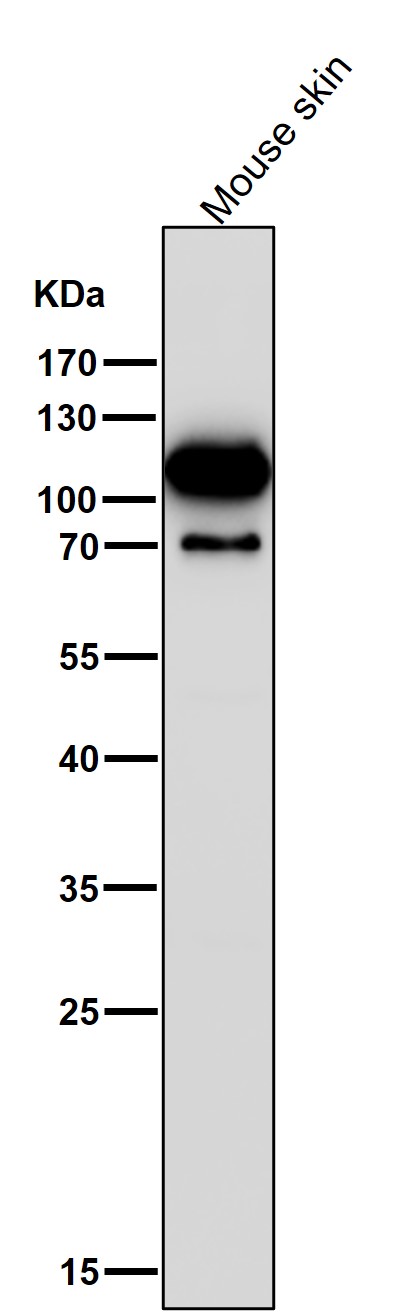 Hexokinase 1 Ab