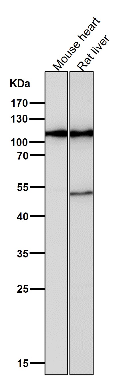 Hexokinase 1 Ab