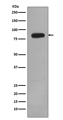 PI3 kinase p85 beta Ab