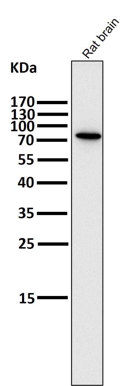 PI3 kinase p85 beta Ab