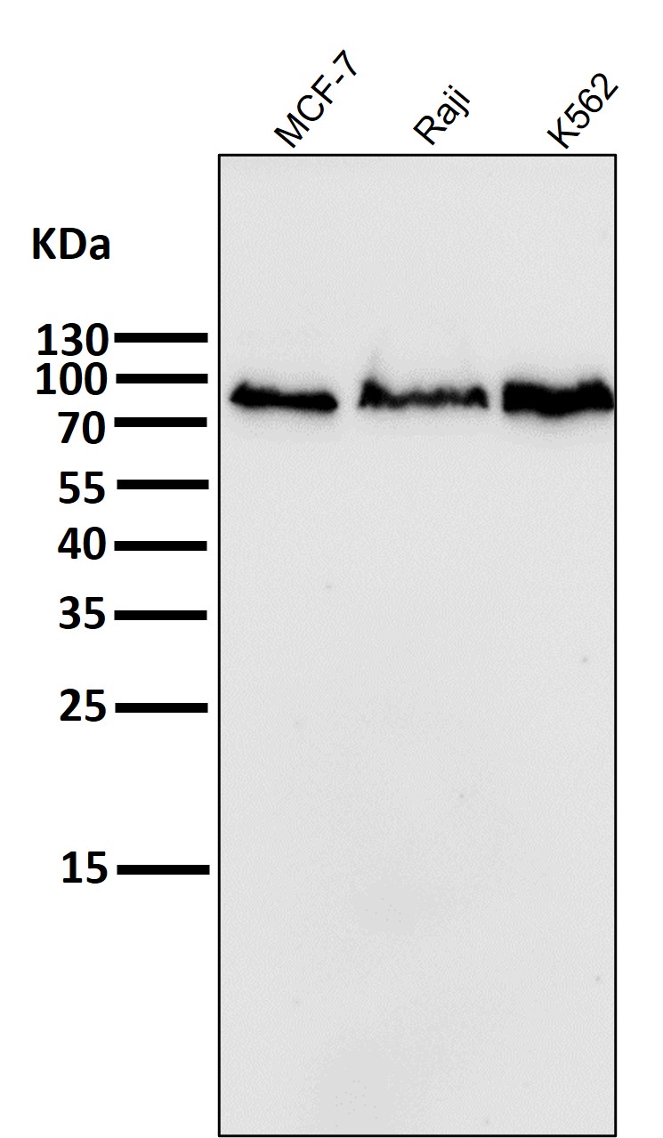 PI3 kinase p85 beta Ab