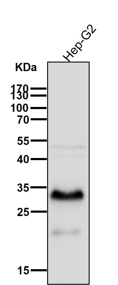 Lin 28B Ab