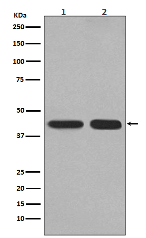 PGK1 Ab