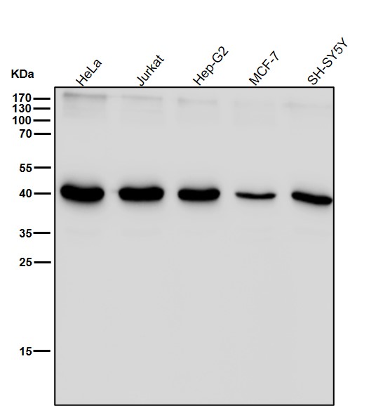 PGK1 Ab