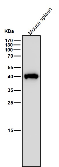 PGK1 Ab