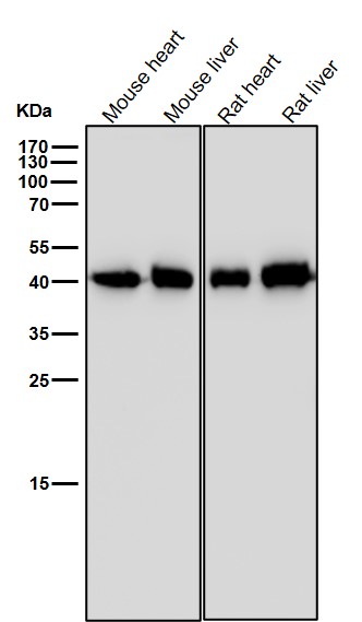 PGK1 Ab