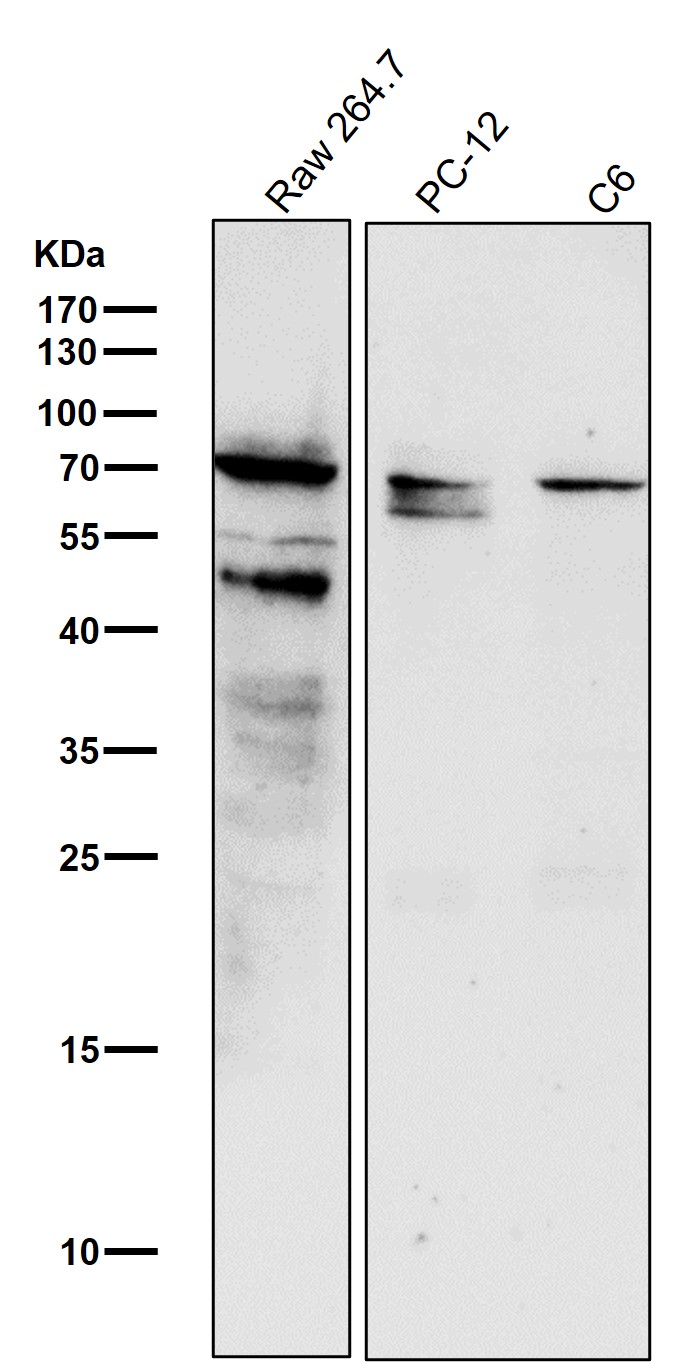 p-c Myc (S62) Ab