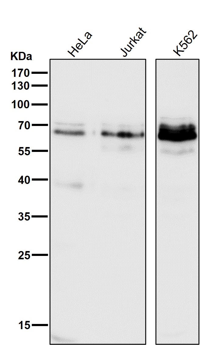 p-c Myc (S62) Ab