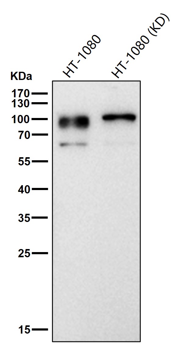 HIF 1 beta Ab