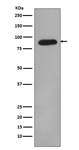 HIF 1 beta Ab