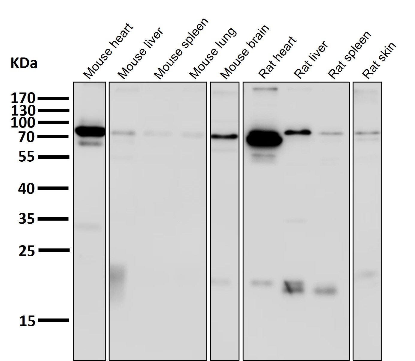 HIF 1 beta Ab