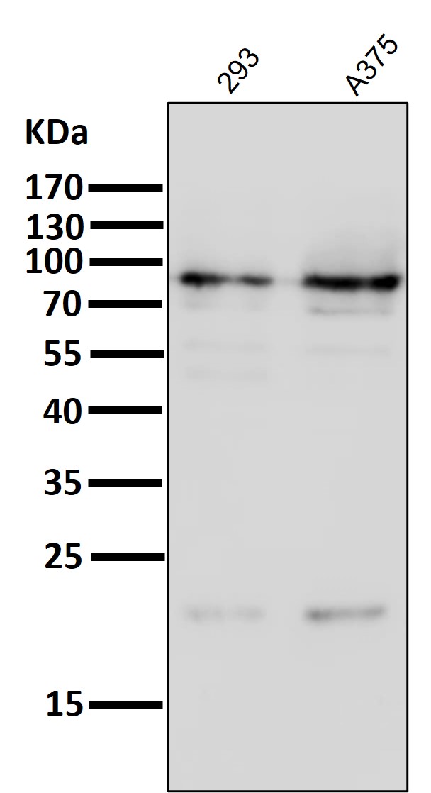 HIF 1 beta Ab