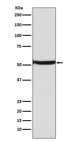 Acetyl-p53 (K382) Ab