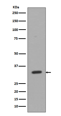 CD8 alpha Ab