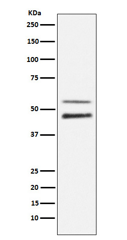 p-JNK1/2/3 (T183/T183/T221) Ab