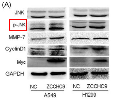 p-JNK1/2/3 (T183/T183/T221) Ab