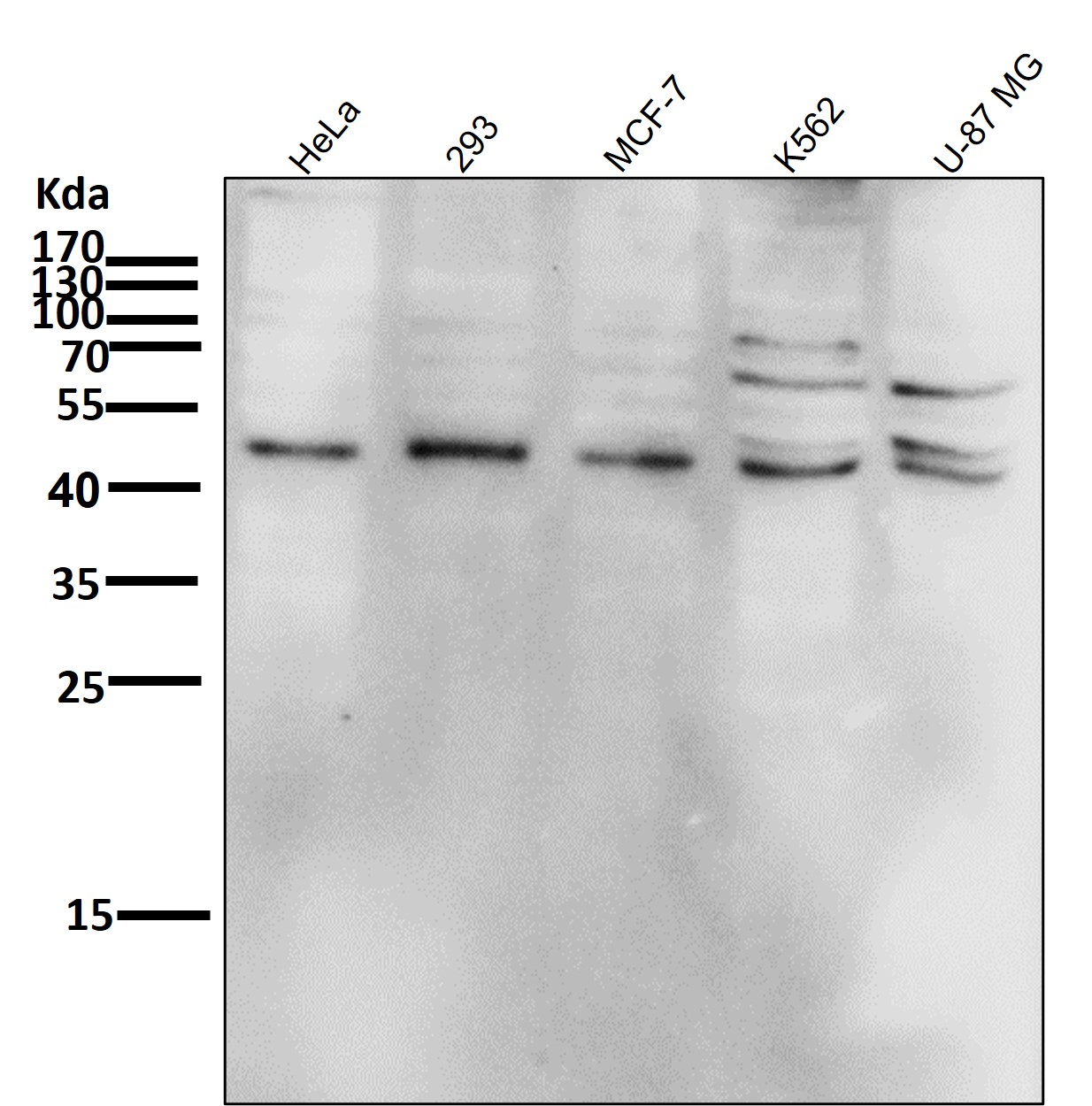 p-JNK1/2/3 (T183/T183/T221) Ab