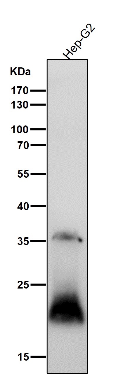 p21 CDKN1A Ab