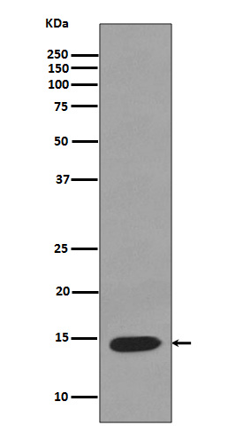 Lysozyme C Ab