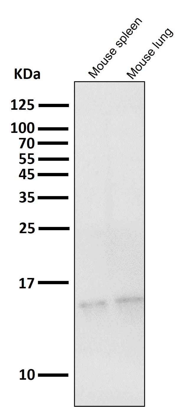 Lysozyme C Ab