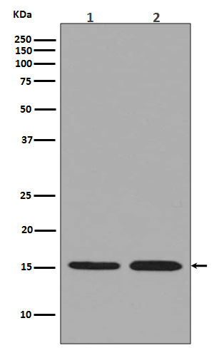 Histone H3.3 Ab