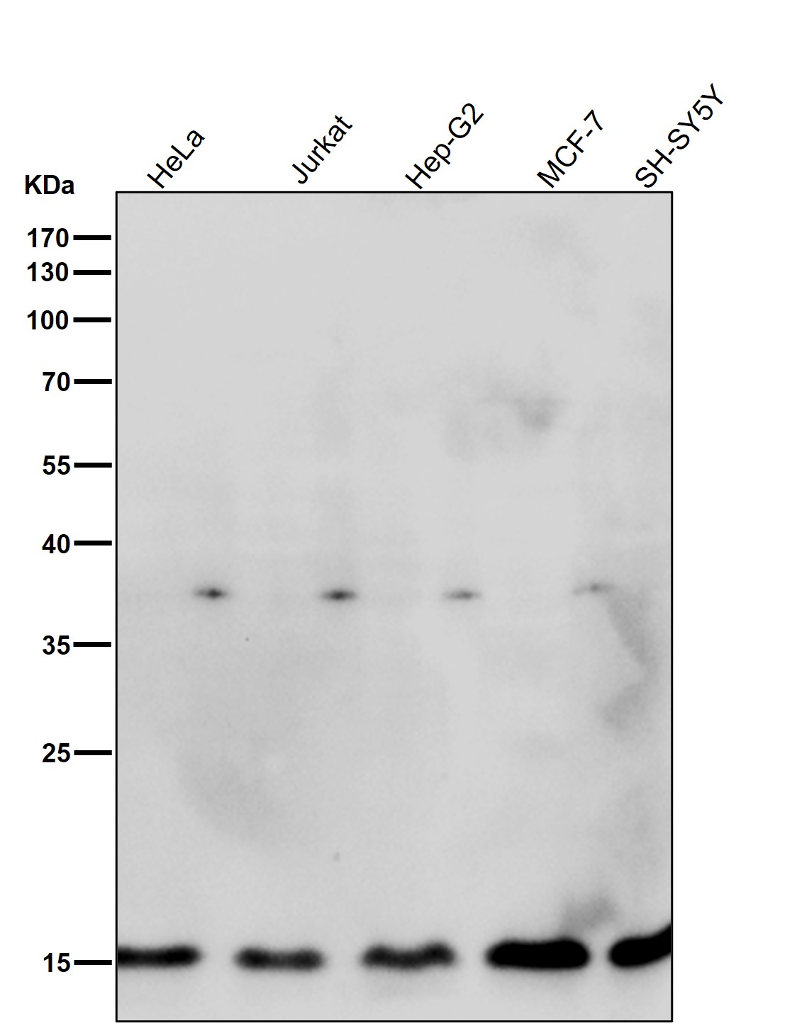 Histone H3.3 Ab