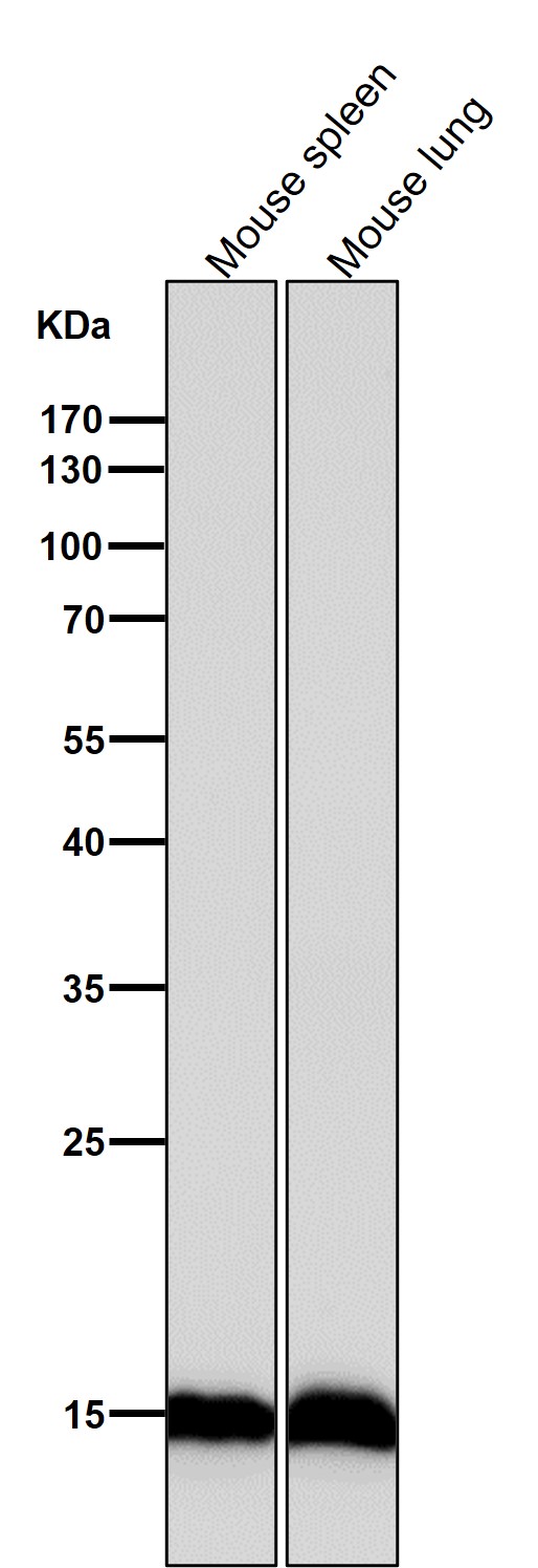 Histone H3.3 Ab