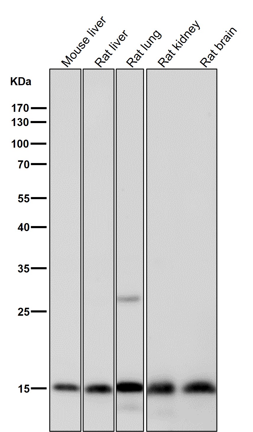 Histone H3.3 Ab