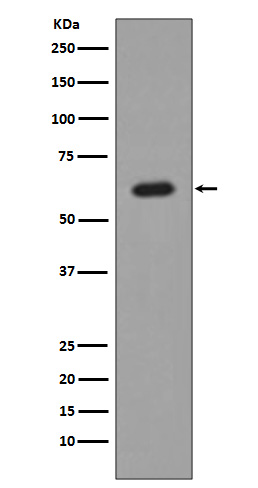 AKT1 Ab