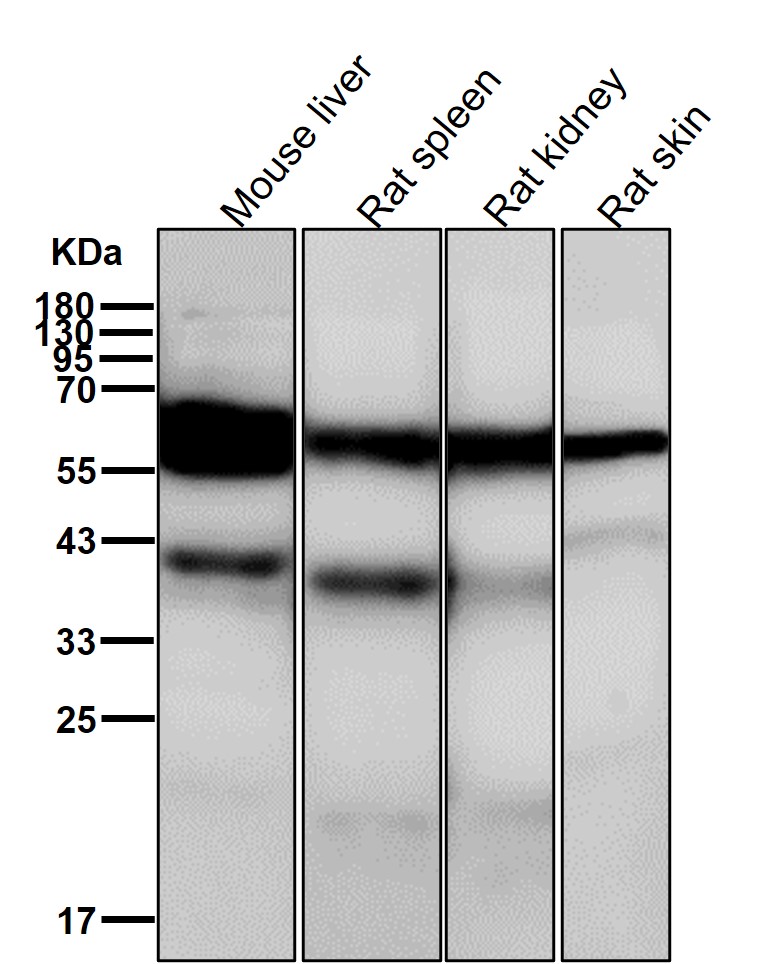 AKT1 Ab