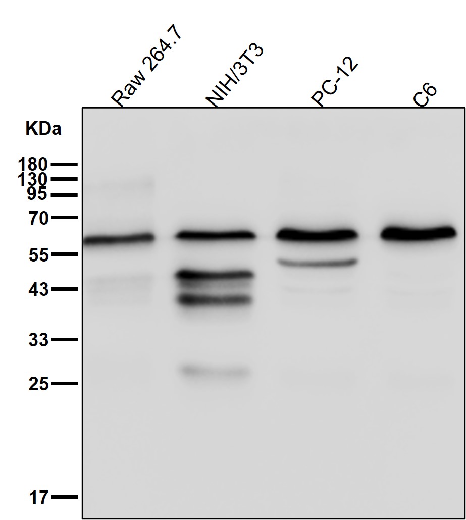 AKT1 Ab