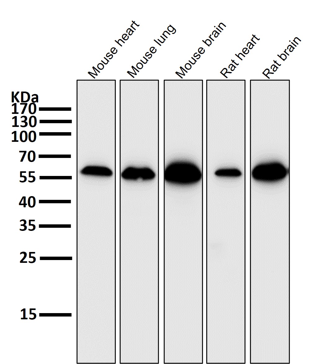 AKT1 Ab