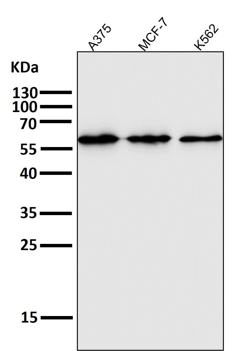 AKT1 Ab