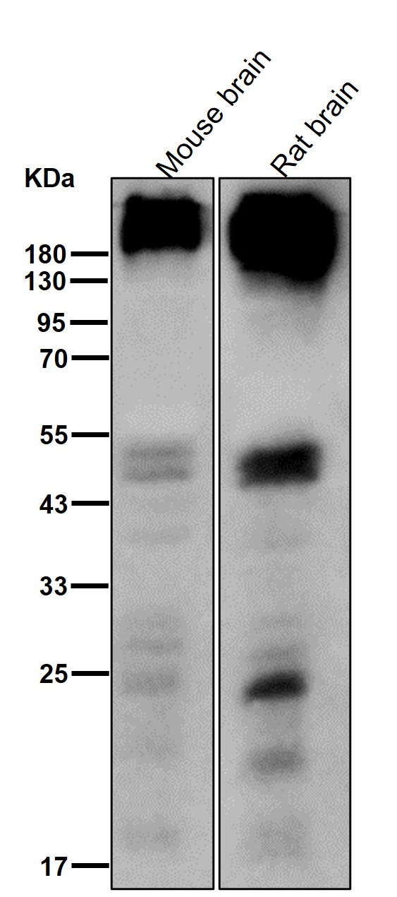 mGluR5 Ab