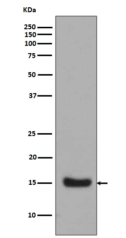 Midkine Ab