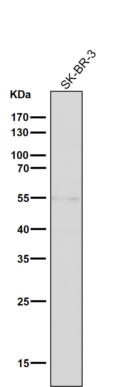 Tyrosine hydroxylase Ab