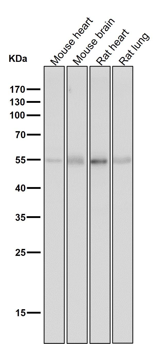 Tyrosine hydroxylase Ab