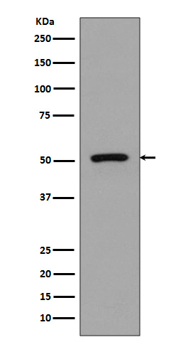 FLI1 Ab