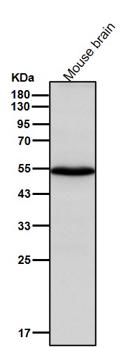 FLI1 Ab