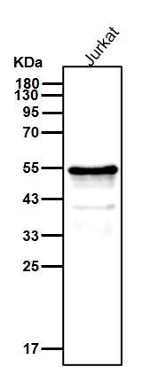 FLI1 Ab