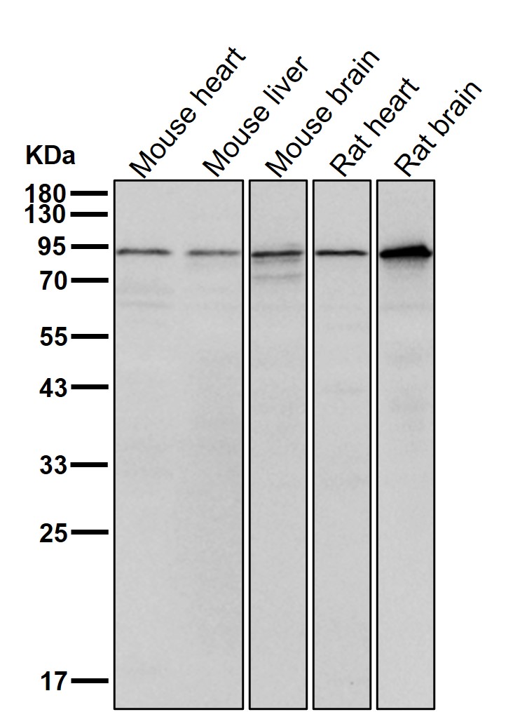 p-BTK (Y223) Ab