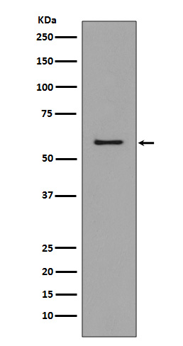 CCR3 Ab