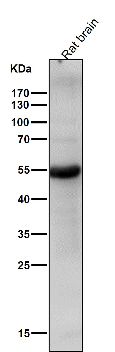 CCR3 Ab