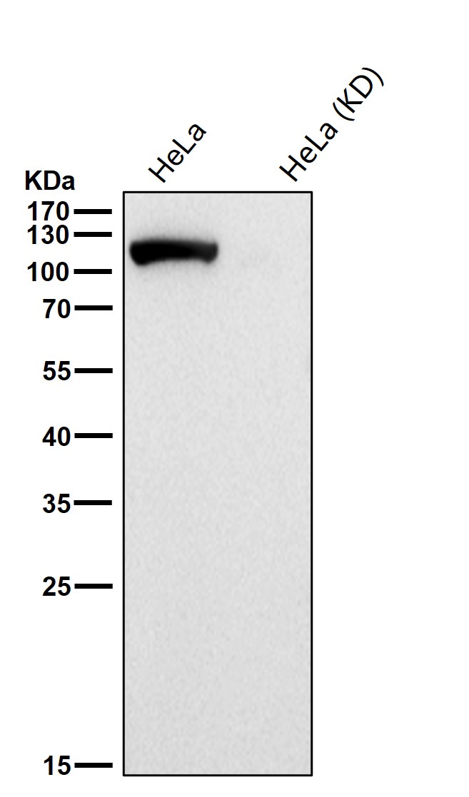 ATP citrate synthase Ab