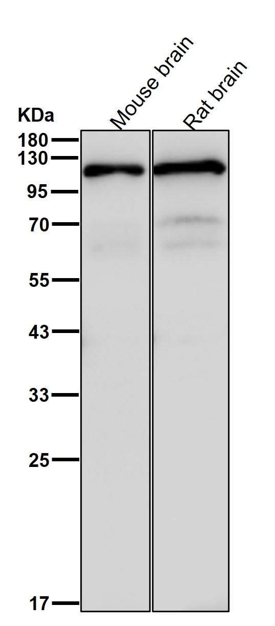 ATP citrate synthase Ab