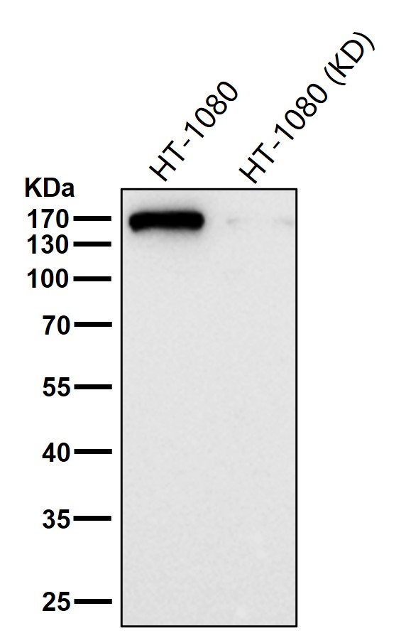 Early endosome antigen 1 Ab