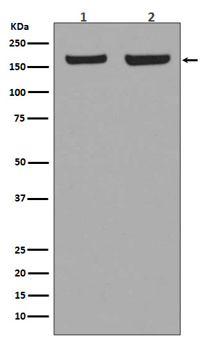 Early endosome antigen 1 Ab