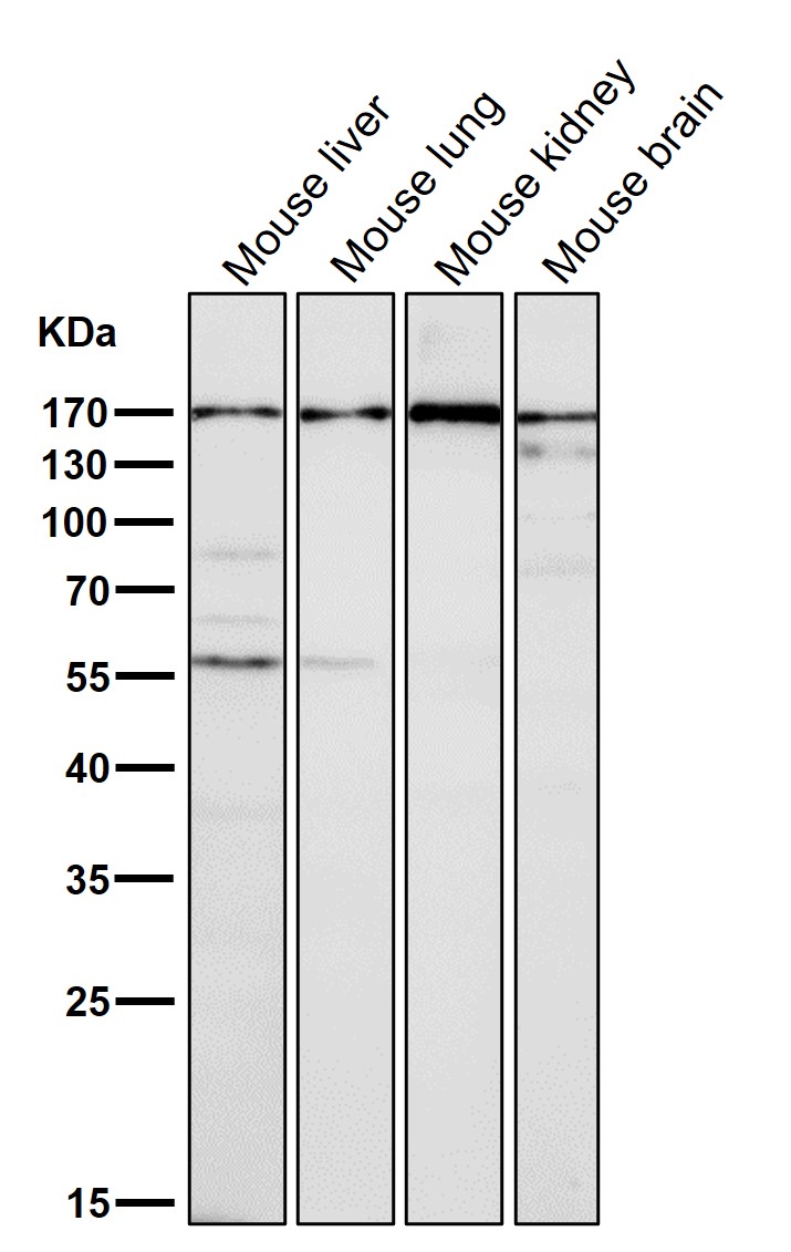 Early endosome antigen 1 Ab