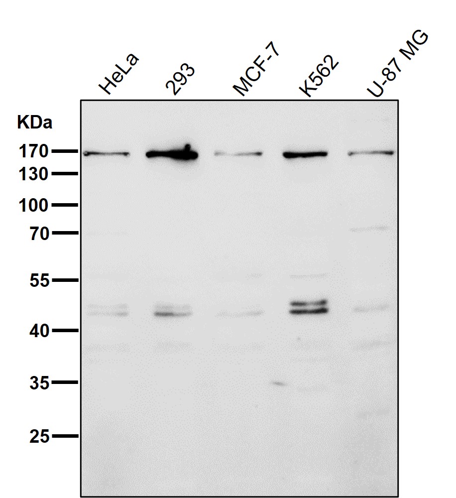 Early endosome antigen 1 Ab